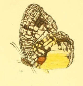 Image of Jezebel Palmfly