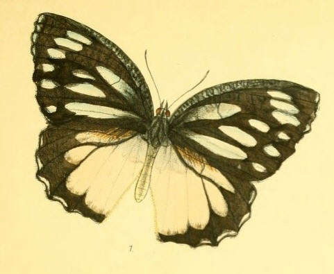 Image of Jezebel Palmfly