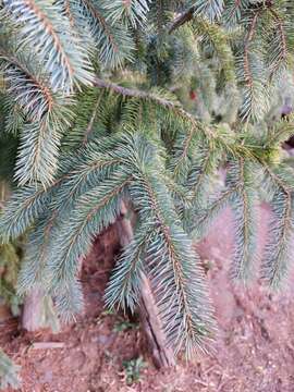 Imagem de Picea engelmannii subsp. mexicana (Martínez) P. A. Schmidt