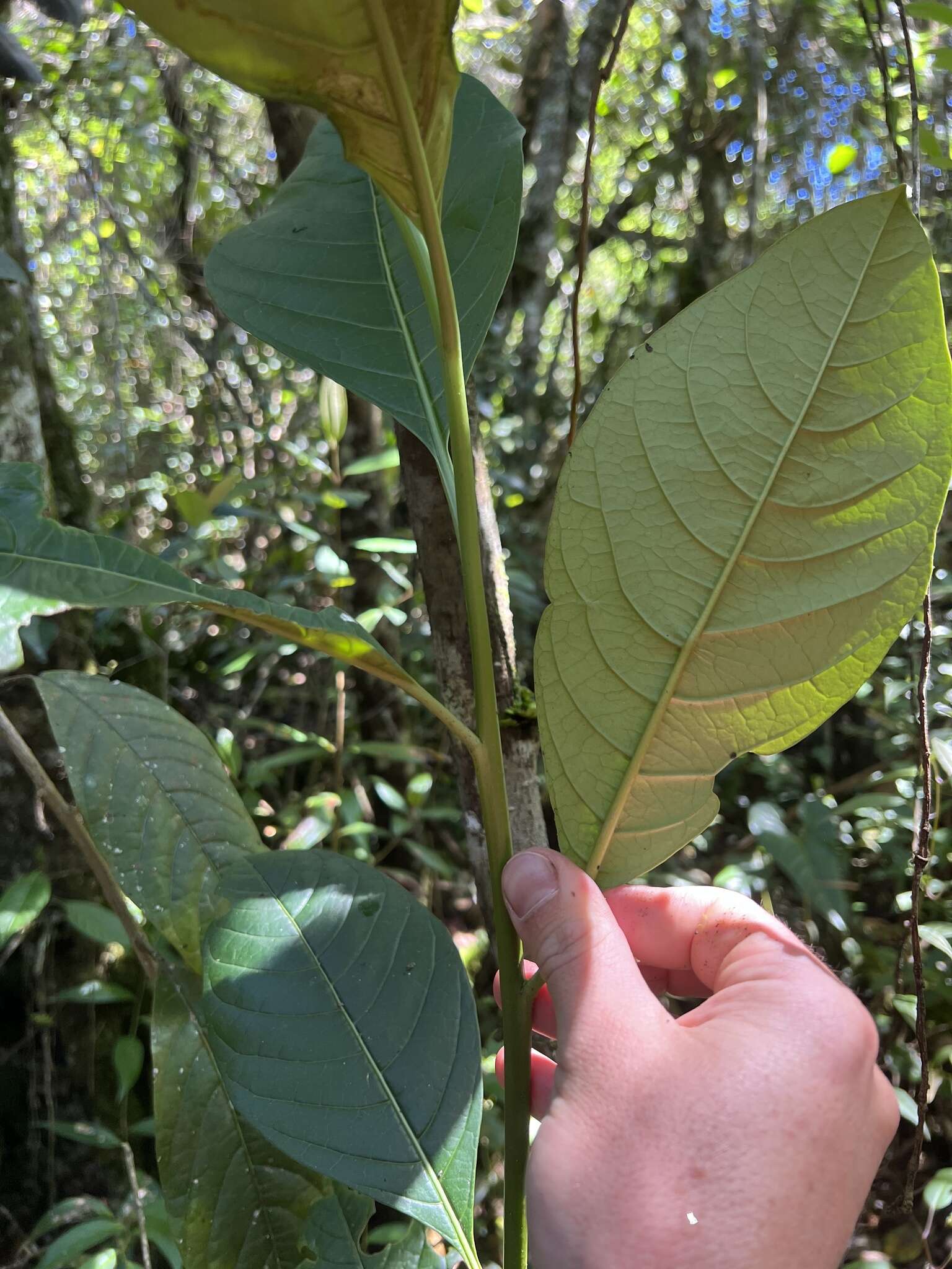 Imagem de Solanum humboldtianum Granados-Tochoy & S. Knapp