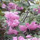 Image de Rhododendron adenogynum Diels