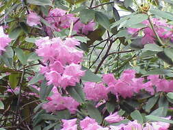 Plancia ëd Rhododendron adenogynum Diels