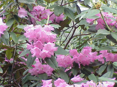 Plancia ëd Rhododendron adenogynum Diels