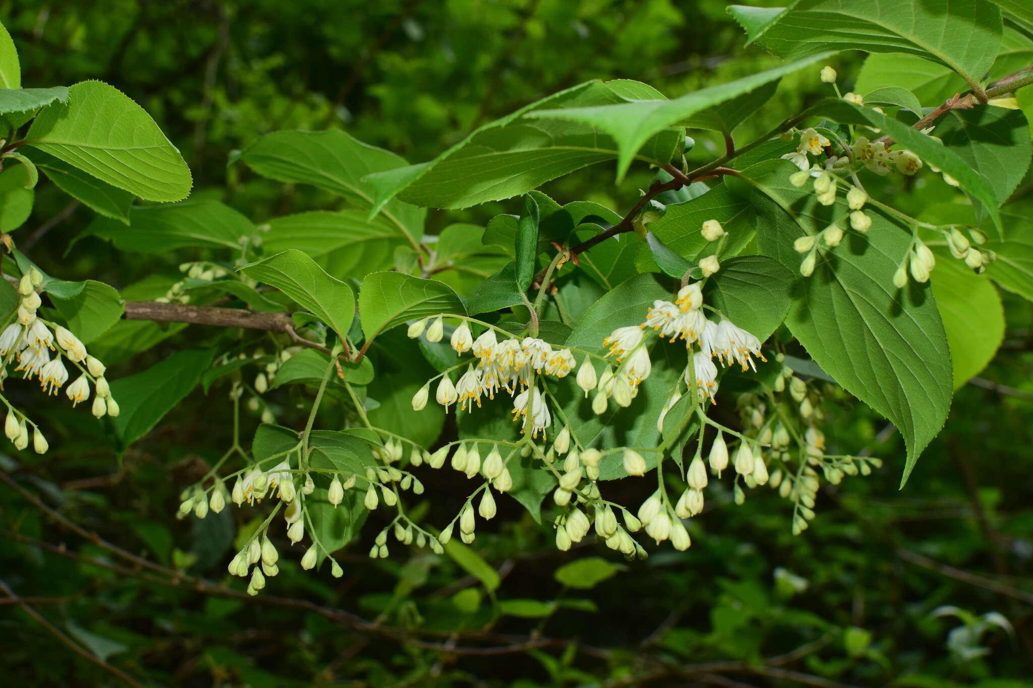 Image of Pterostyrax corymbosus Siebold & Zucc.