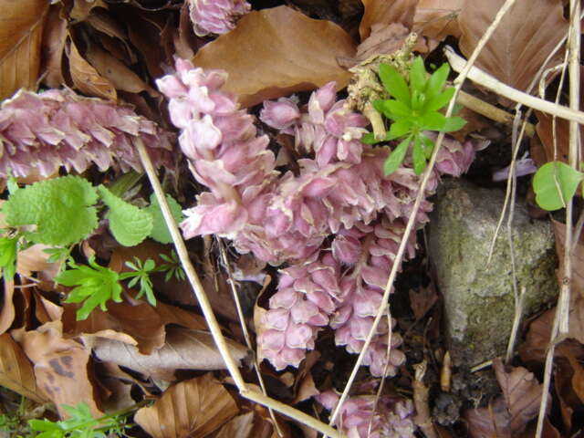 Image of common toothwort