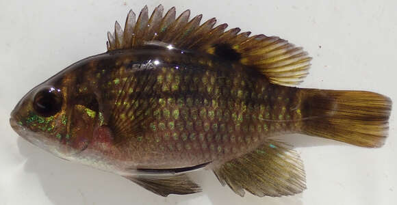 Image of Banded bream