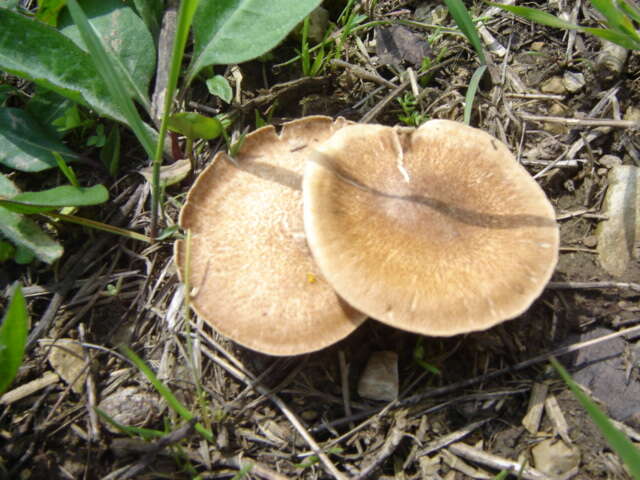 Image of Lentinus brumalis (Pers.) Zmitr. 2010