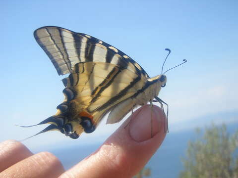 Image of Iphiclides