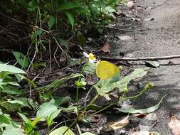 Image de Eurema blanda (Boisduval 1836)