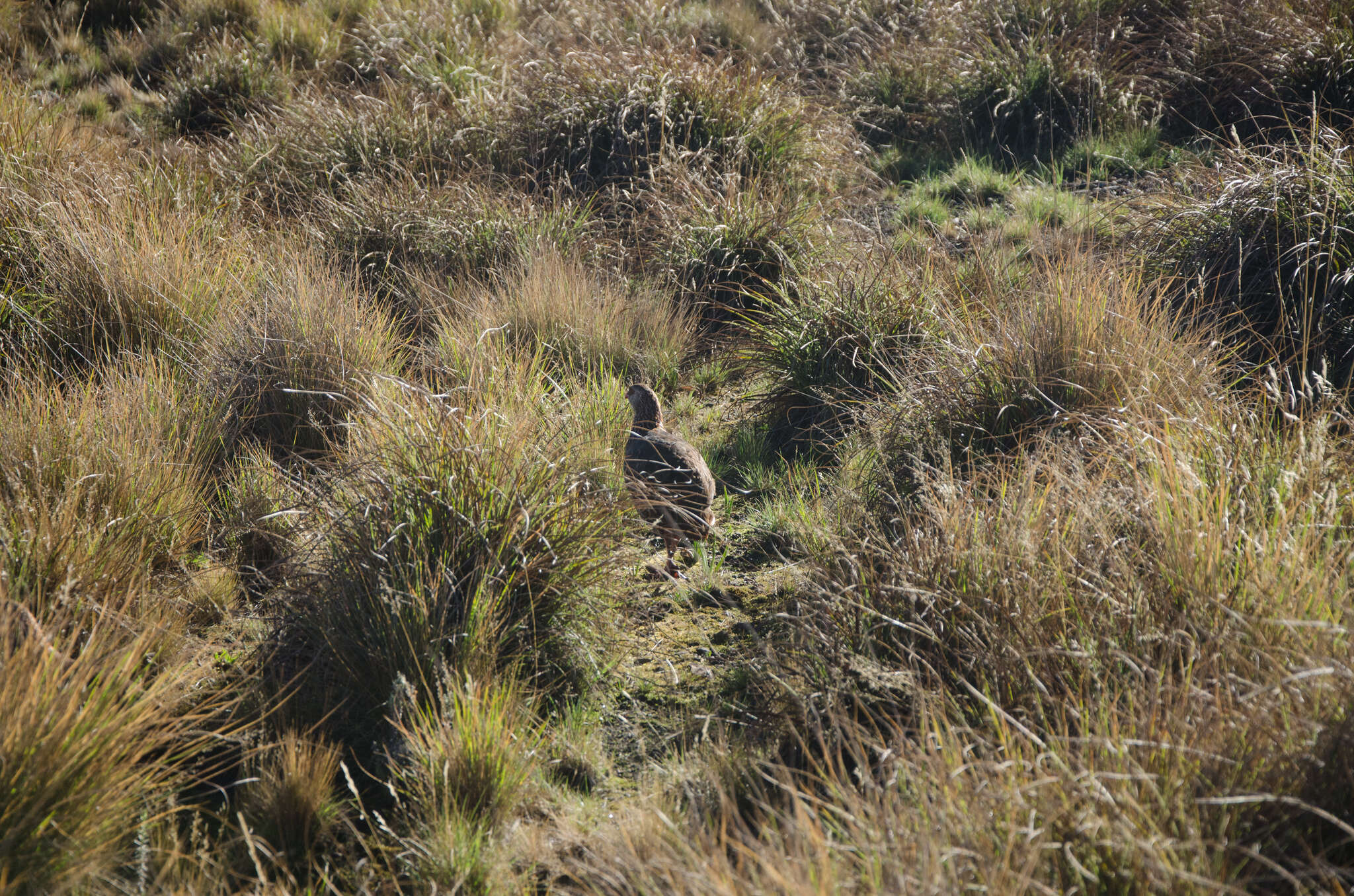 Image of Jackson's Francolin