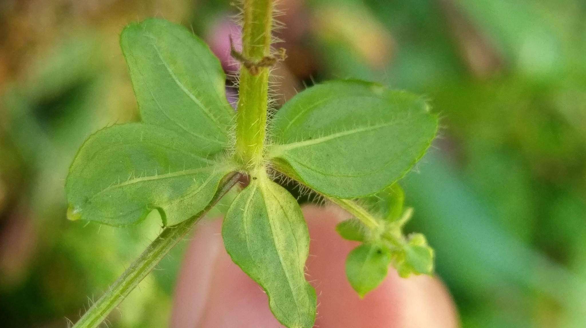 Plancia ëd Galium formosense Ohwi