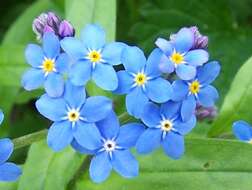 Image of true forget-me-not