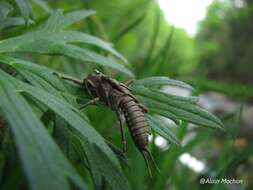 Image of Knobbed Salmonfly