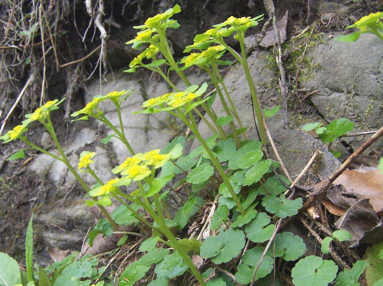 Plancia ëd Chrysosplenium alternifolium L.