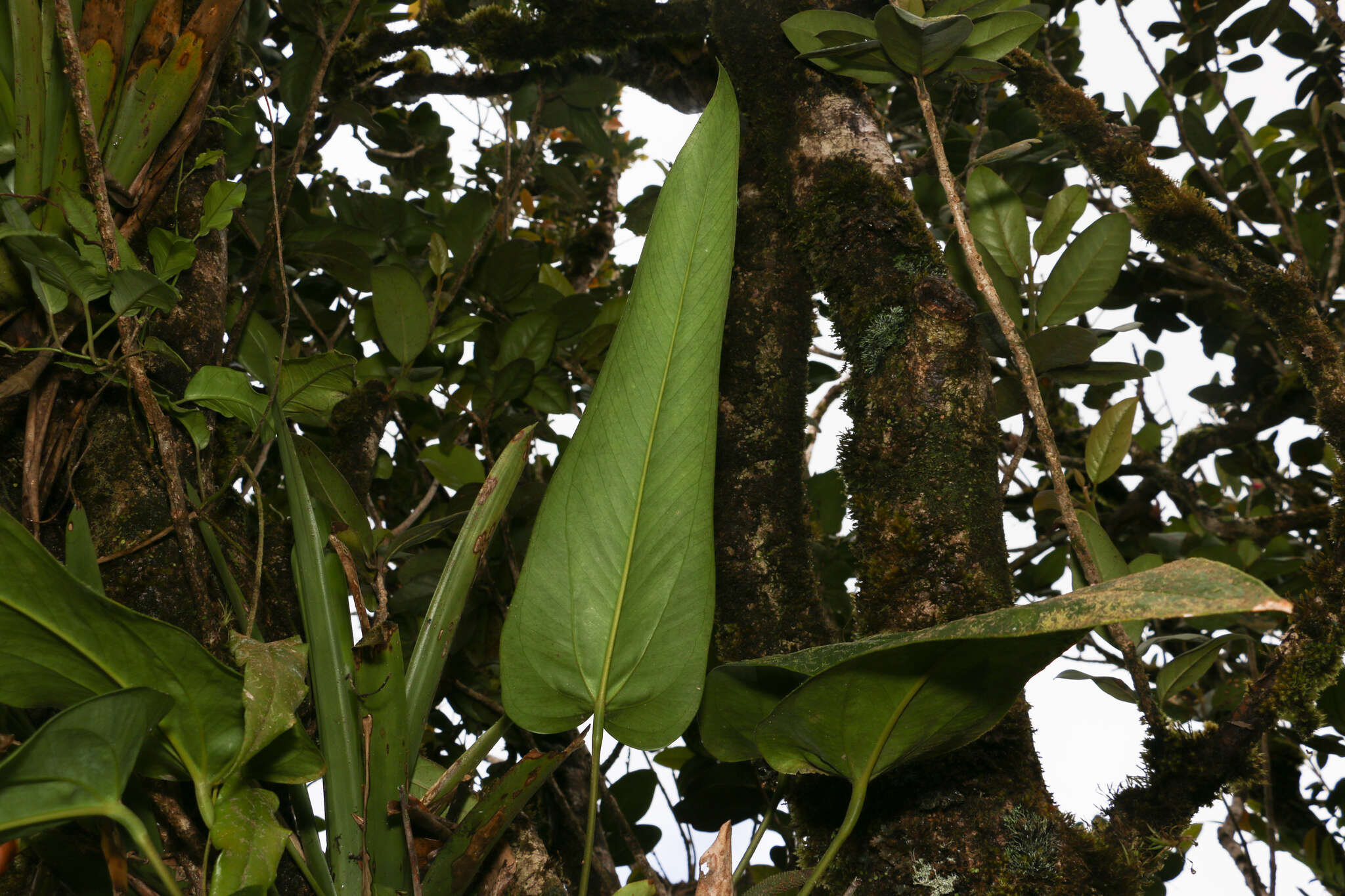 Image of Lengua-de-Vaca