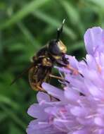 صورة Callicera aurata (Rossi 1790)