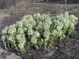 Image of Petasites albus (L.) Gaertn.