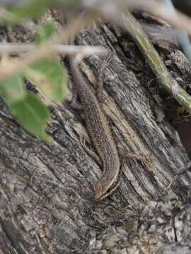 Image of Kalahari Tree Skink