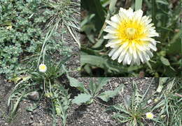 Image of Taraxacum luridum Hagl.