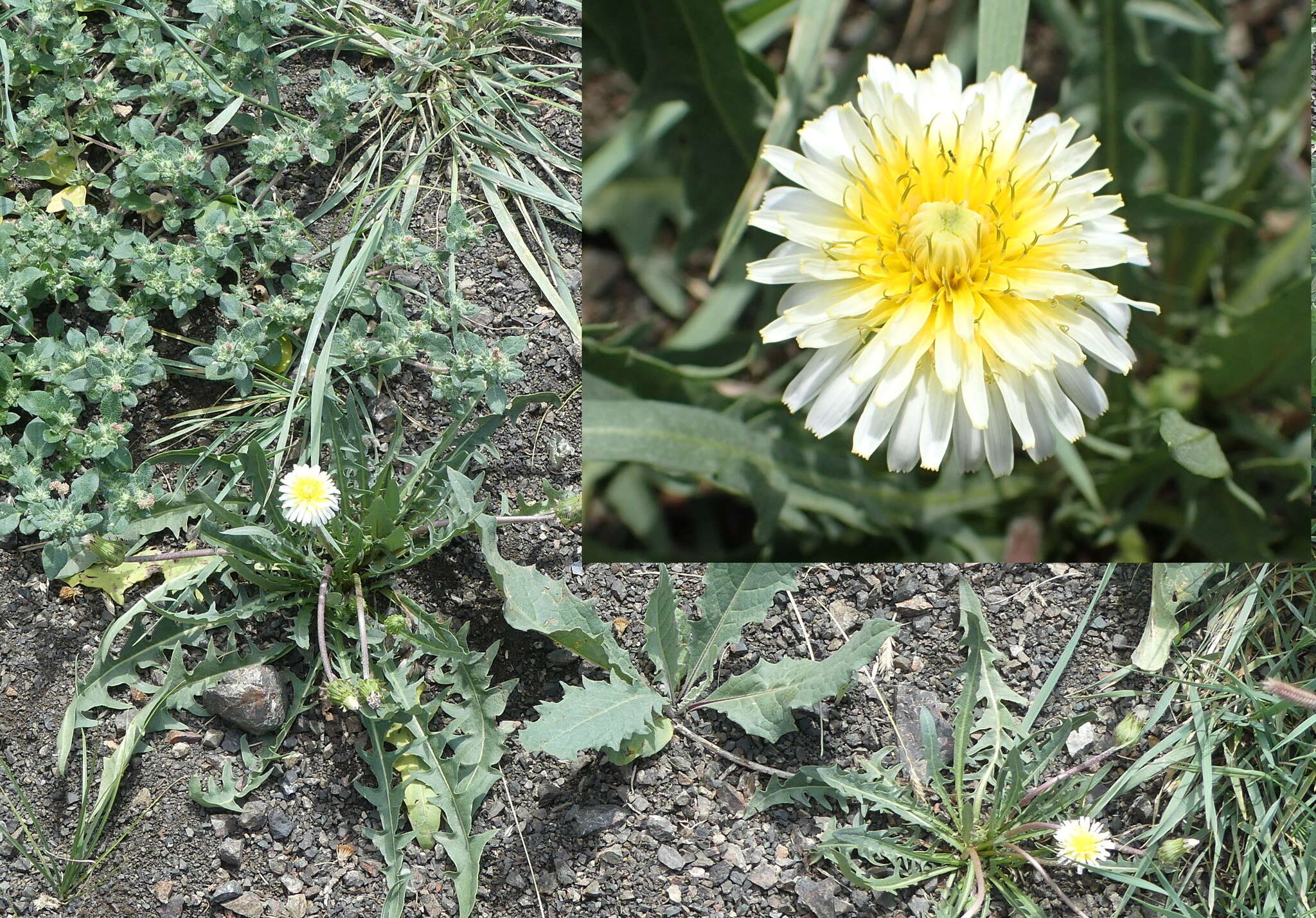 Image of Taraxacum luridum Hagl.