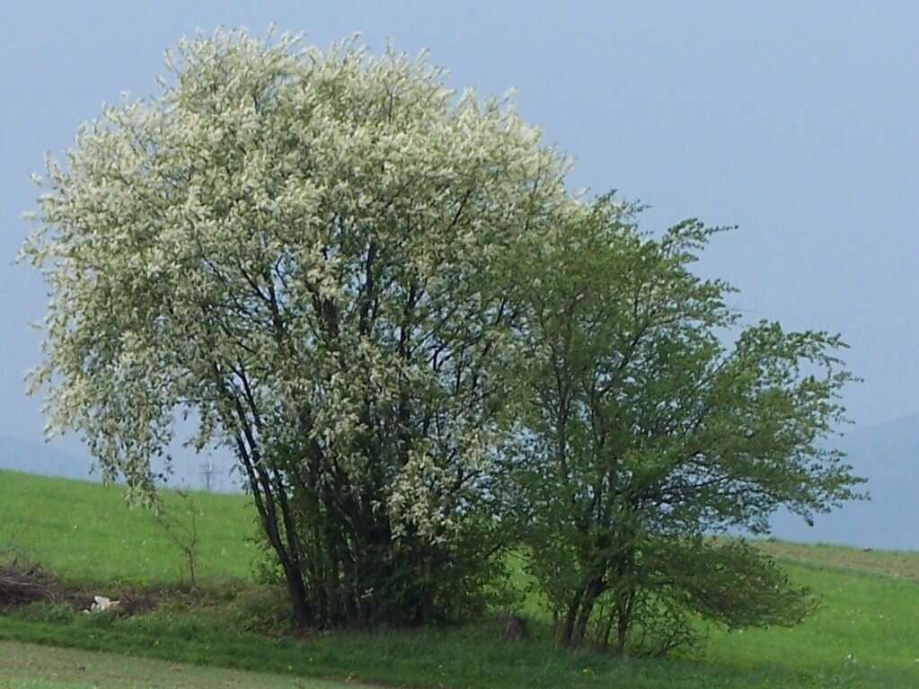 Prunus padus L. resmi