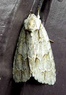 Image of Ochre Dagger Moth