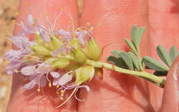 Image of Albuquerque prairie clover