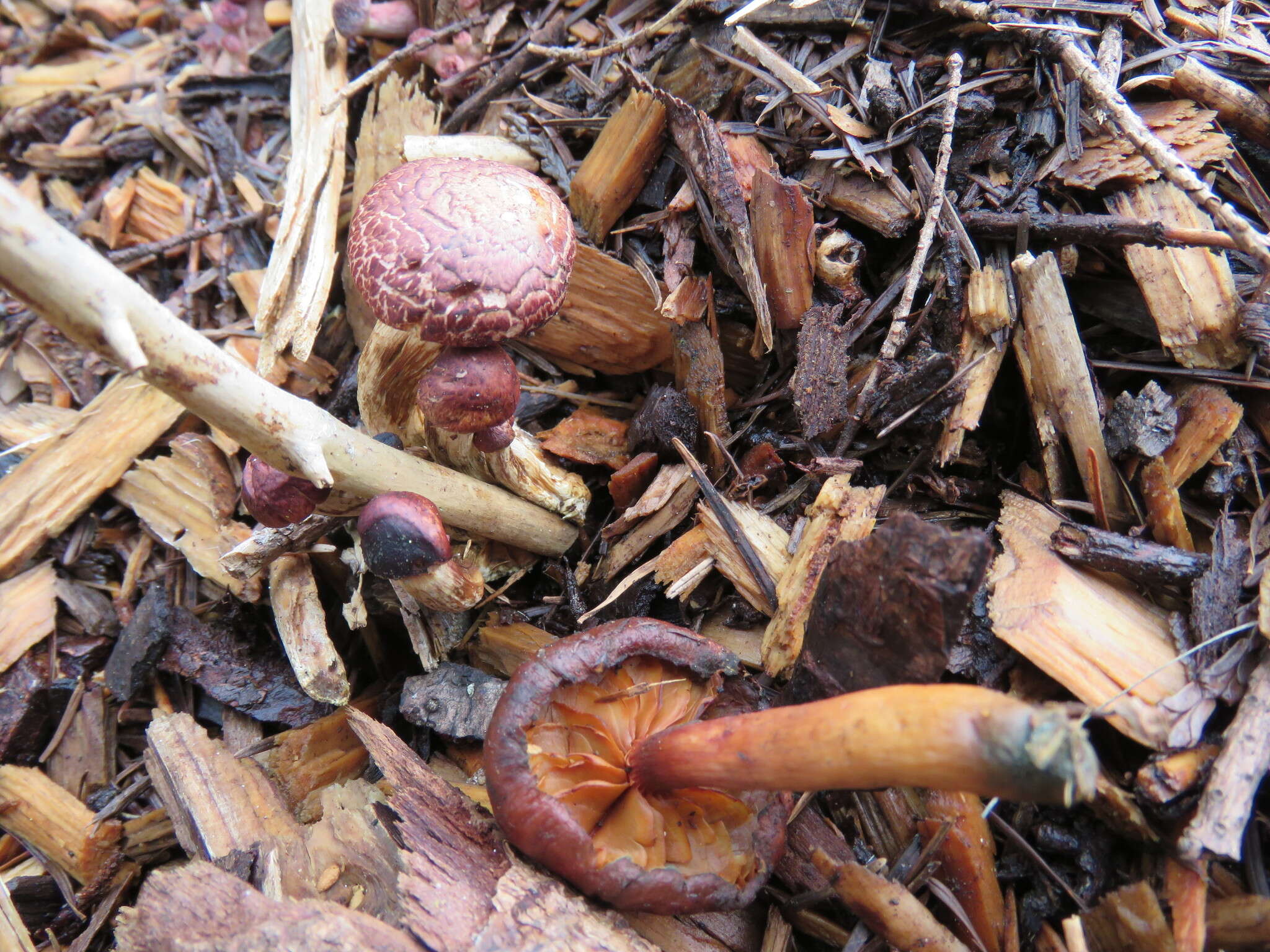 Image of Gymnopilus luteofolius (Peck) Singer 1951