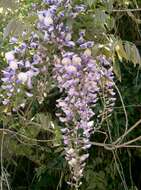 Plancia ëd Wisteria floribunda (Willd.) DC.