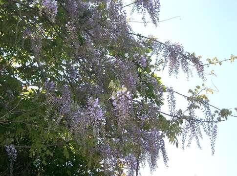 Image of Japanese wisteria