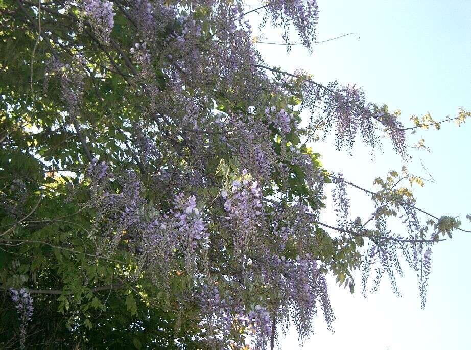 Plancia ëd Wisteria floribunda (Willd.) DC.