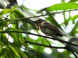 Image de Gobemouche du Yunnan