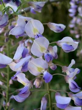 Image of Japanese wisteria