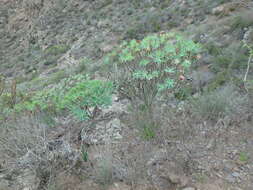 Euphorbia atropurpurea Brouss. ex Willd. resmi