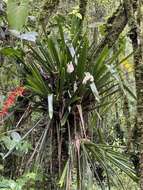 Image of Guzmania multiflora (André) André ex Mez