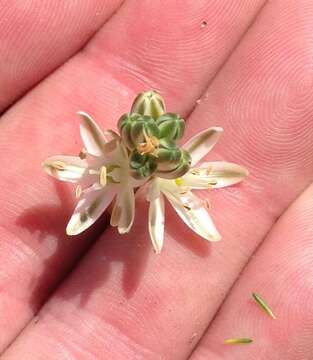 Image of Albuca virens subsp. virens