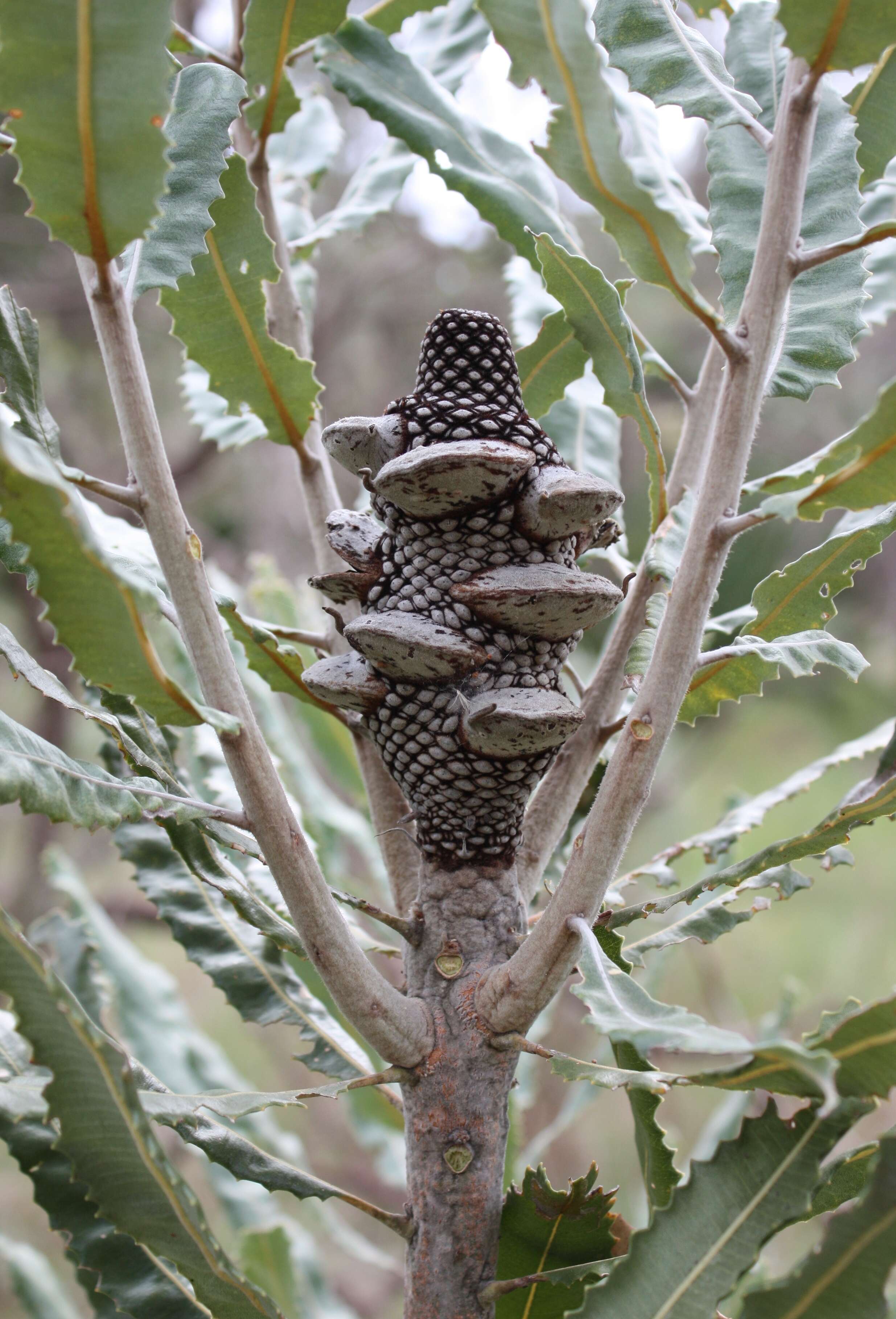 Image of Firewood Banksia