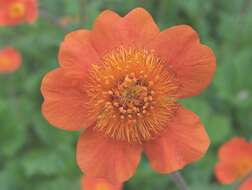 Image of Geum coccineum Sibth. & Sm.