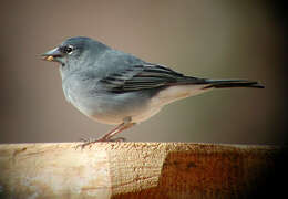 Image of Blue Chaffinch