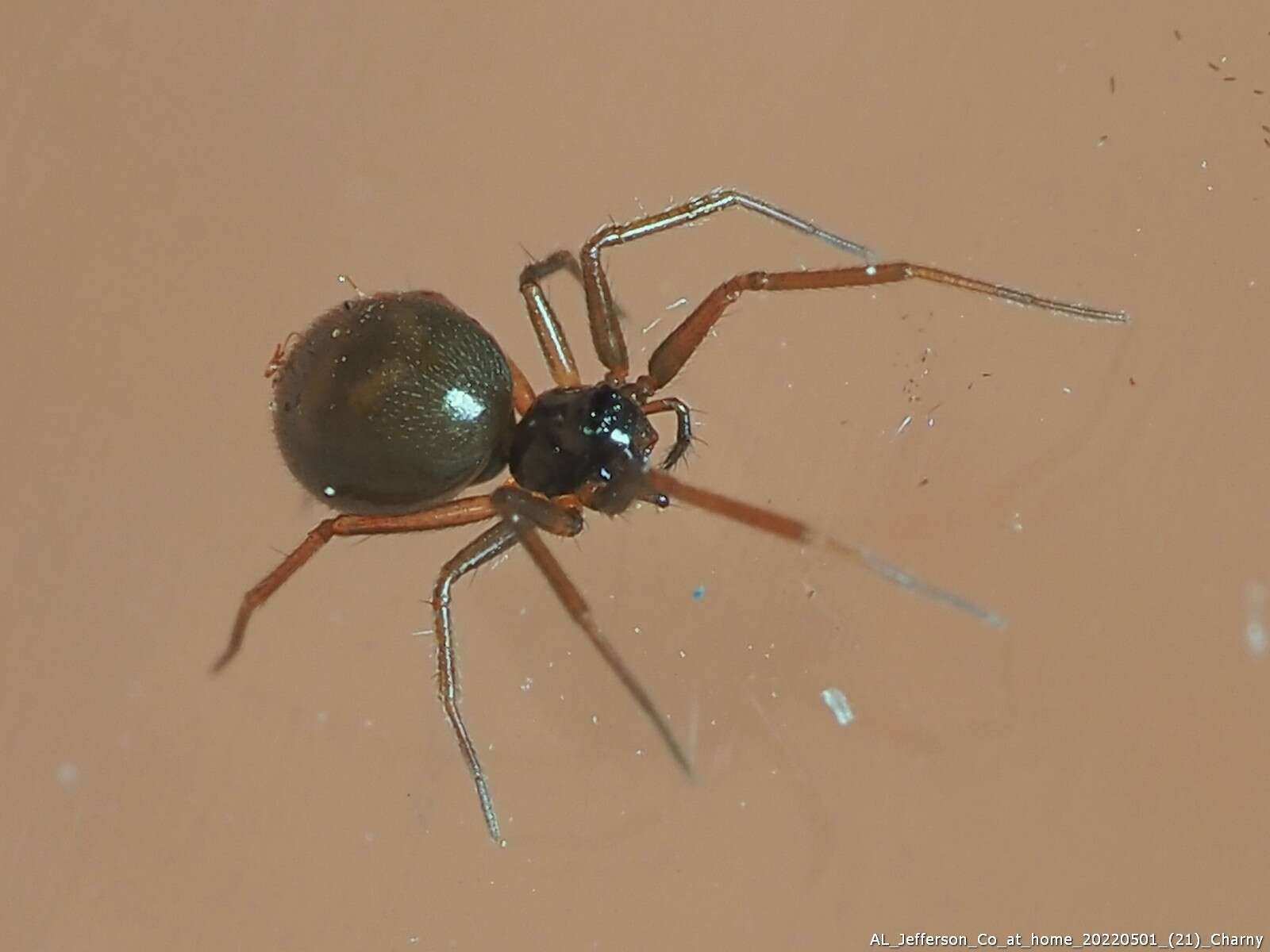 Image of Bathyphantes pallidus (Banks 1892)