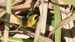 Image of Altamira Yellowthroat