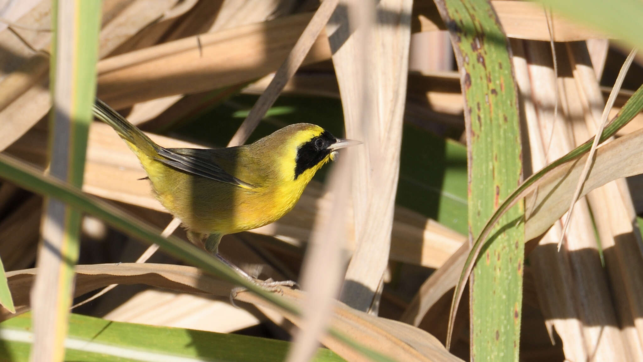 Image de Paruline à couronne jaune