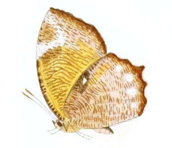 Image of Elymnias hypermnestra Linnaeus 1763