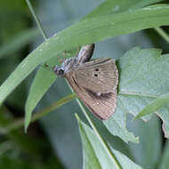 Слика од Cymaenes tripunctata Latreille 1824