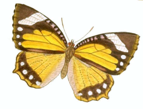 Image of Elymnias hypermnestra Linnaeus 1763