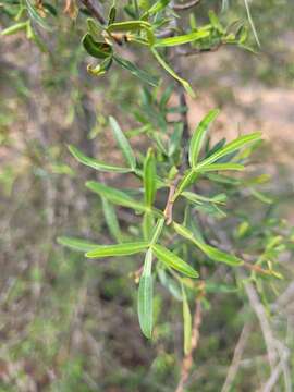 Image of Flindersia dissosperma (F. Müll.) Domin