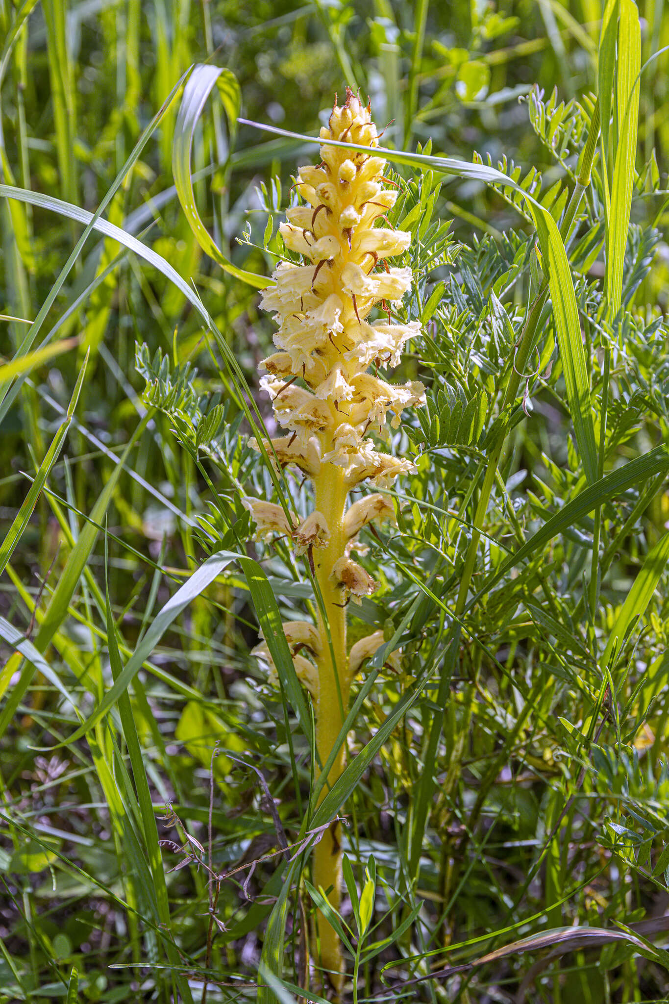 Слика од Orobanche alsatica subsp. libanotidis (Ruprecht) Pusch