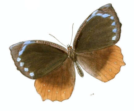 Image of Elymnias hypermnestra Linnaeus 1763