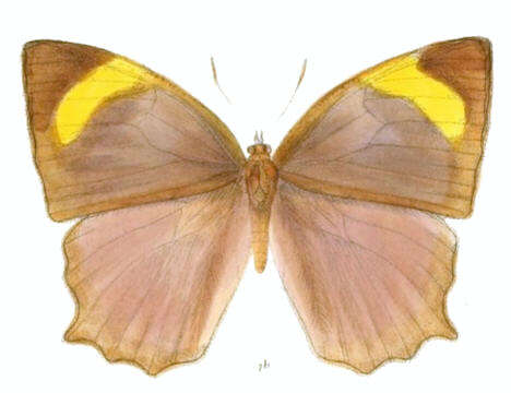 Image of Cyllogenes suradeva Moore 1857