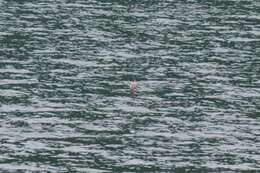 Image of Gray-backed Tern